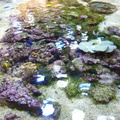 aquarium 42407193900 o