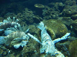 aquarium 42407202990 o