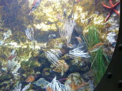 aquarium 42407218970 o