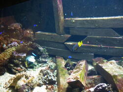 aquarium 43306239375 o