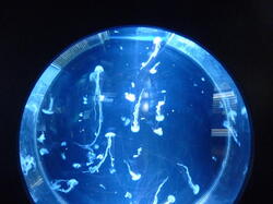 aquarium 43306306725 o