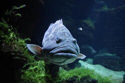 aquarium 43309251765 o