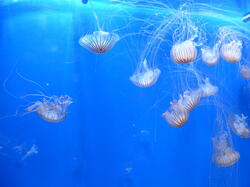 aquarium 43309386915 o