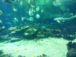 aquarium 43493828234 o