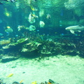 aquarium 43493828234 o