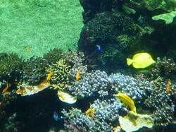 aquarium 43493848754 o