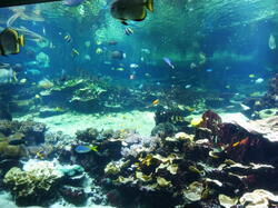 aquarium 43493863224 o