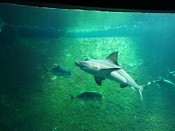 aquarium 43493904374 o