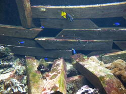 aquarium 43494026924 o
