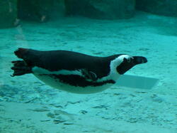 aquarium 43497057814 o