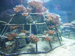 aquarium 44163206712 o