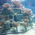 aquarium 44163206712 o