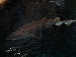aquarium 44163284382 o