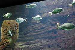 aquarium 44166434252 o