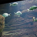 aquarium 44166434252 o