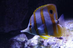aquarium 44166470092 o