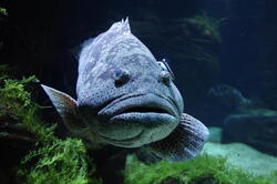 aquarium 44166501252 o