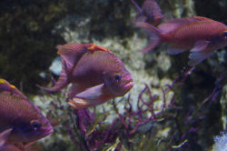 aquarium 44166595112 o