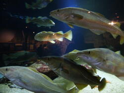 aquarium 44211628441 o
