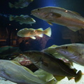 aquarium 44211628441 o