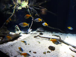 aquarium 44211658821 o