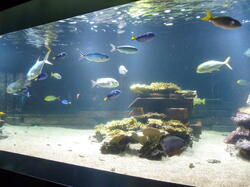 aquarium 44211777571 o