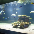 aquarium 44211777571 o