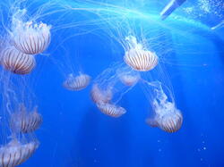 aquarium 44214952231 o