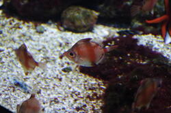 aquarium 44215180781 o