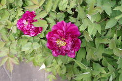 fleurs 29263443647 o