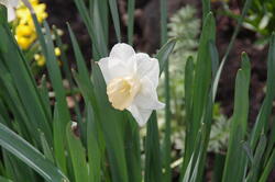 fleurs 29263484647 o