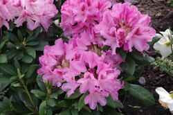 fleurs 29263513187 o