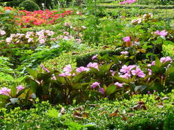 fleurs 30333035998 o