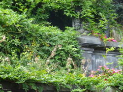 fleurs 30333037908 o