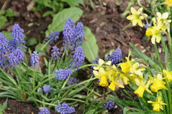 fleurs 30333059628 o