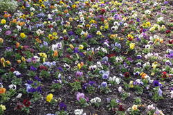 fleurs 30333069808 o