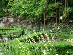 fleurs 42392527410 o