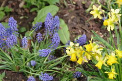 fleurs 43294311905 o