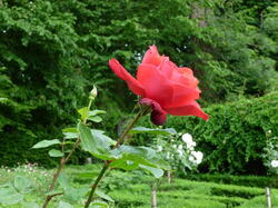 fleurs 43482220444 o