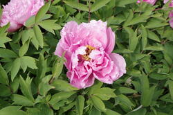 fleurs 43482253954 o