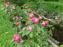 fleurs 43482377954 o