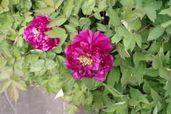 fleurs 43482384064 o