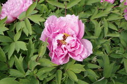 fleurs 43482386884 o