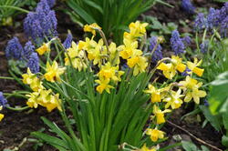 fleurs 44152144642 o