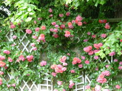 fleurs 44152202262 o