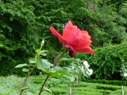 fleurs 44152207532 o