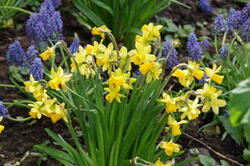 fleurs 44200211031 o