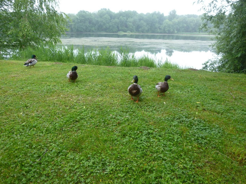 centerparc2018-032 42424188250 o - centerparc2018-032_42424188250_o.jpg centerparc2018-032_42424188250_o.jpg
