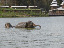bain-des-lphants 29907019087 o