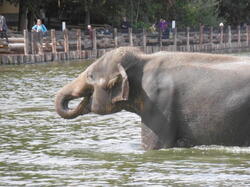 bain-des-lphants 30971417678 o